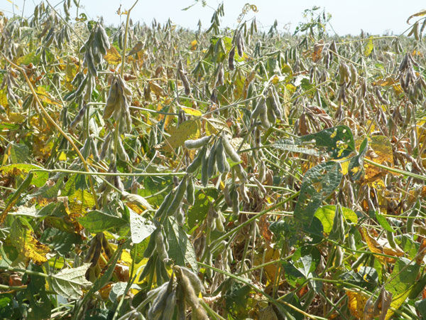 Xtend soybeans